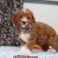 Falco, a male Goldendoodle for sale in Sugarcreek, OH – Photo 9 of 10