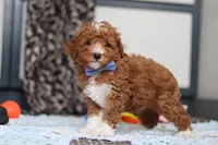 Falco, a male Goldendoodle for sale in Sugarcreek, OH – Photo 9 of 10