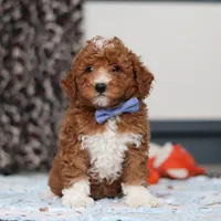 Falco, a male Goldendoodle for sale in Sugarcreek, OH – Photo 8 of 10