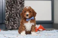 Falco, a male Goldendoodle for sale in Sugarcreek, OH – Photo 8 of 10