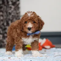 Falco, a male Goldendoodle for sale in Sugarcreek, OH – Photo 5 of 10