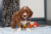 Falco, a male Goldendoodle for sale in Sugarcreek, OH – Photo 5 of 10