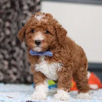 Falco, a male Goldendoodle for sale in Sugarcreek, OH – Photo 10 of 10