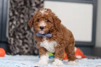 Falco, a male Goldendoodle for sale in Sugarcreek, OH – Photo 10 of 10