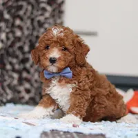 Falco, a male Goldendoodle for sale in Sugarcreek, OH – Photo 2 of 10