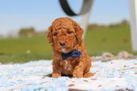 Carter, a male Goldendoodle for sale in Sugarcreek, OH – 1 of 6