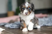 Dylan, a male Miniature Bernedoodle for sale in Sugarcreek, OH – 5 of 9