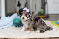 Dawn, a female Miniature Bernedoodle for sale in Sugarcreek, OH – 6 of 10