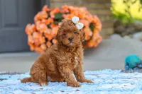 Fiona, a female Cavapoo for sale in Sugarcreek, OH – 3 of 6