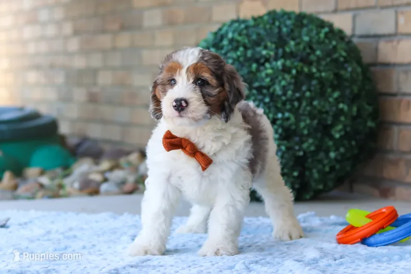 Gordon – Miniature Bernedoodle puppy for sale in Sugarcreek, OH