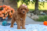 Felecia, a female Cavapoo for sale in Sugarcreek, OH – 1 of 8