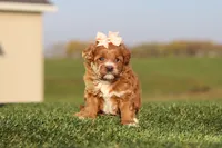Olivia, a female Cavapoo for sale in Sugarcreek, OH – 5 of 7