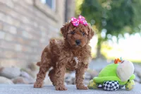Eve, a female Miniature Goldendoodle for sale in Sugarcreek, OH – 5 of 6