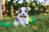 Ike, a male Miniature Bernedoodle for sale in Sugarcreek, OH – 7 of 9