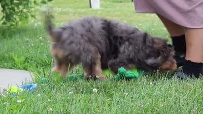 Duke, a male Miniature Bernedoodle for sale in Sugarcreek, OH – 7 of 7