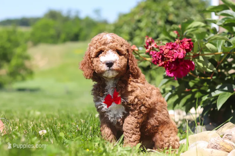 Cade – Goldendoodle puppy for sale in Sugarcreek, OH