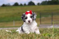 Holly, a female Miniature Bernedoodle for sale in Sugarcreek, OH – 6 of 7