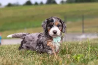 Hunter, a male Miniature Bernedoodle for sale in Sugarcreek, OH – 4 of 5