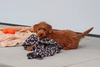 Sandy, a female Miniature Labradoodle for sale in Sugarcreek, OH – 7 of 8
