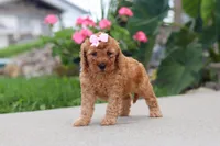 Kalea, a female Miniature Labradoodle for sale in Sugarcreek, OH – 3 of 6