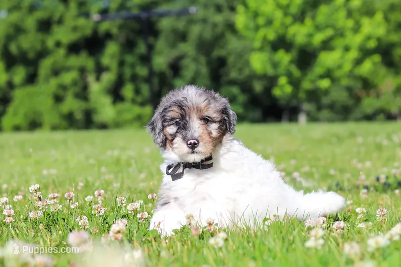 Dannie – Miniature Bernedoodle puppy for sale in Sugarcreek, OH