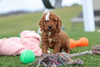Tonya , a female Miniature Labradoodle for sale in Sugarcreek, OH – Photo 6 of 9