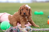 Tonya , a female Miniature Labradoodle for sale in Sugarcreek, OH – Photo 7 of 9