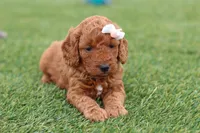 Tonya , a female Miniature Labradoodle for sale in Sugarcreek, OH – Photo 8 of 9
