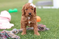 Tonya , a female Miniature Labradoodle for sale in Sugarcreek, OH – Photo 2 of 9
