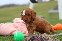 Tonya , a female Miniature Labradoodle for sale in Sugarcreek, OH – Photo 5 of 9