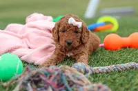 Tonya , a female Miniature Labradoodle for sale in Sugarcreek, OH – Photo 3 of 9