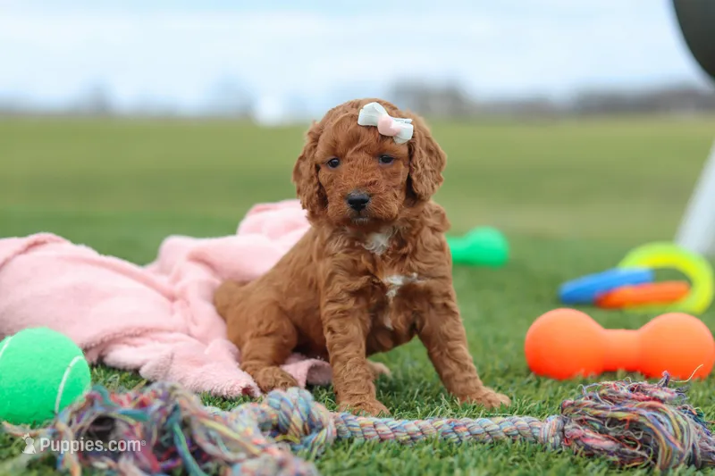 Tonya  – Miniature Labradoodle puppy for sale in Sugarcreek, OH
