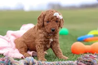 Tonya , a female Miniature Labradoodle for sale in Sugarcreek, OH – Photo 9 of 9