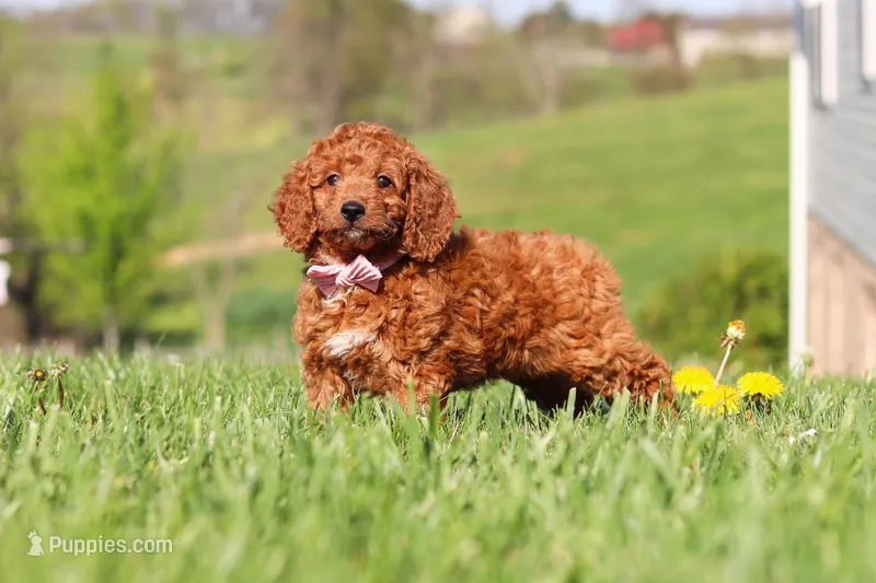 Tonya  – Miniature Labradoodle puppy for sale in Sugarcreek, OH