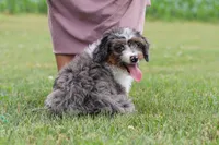 Dylan, a male Miniature Bernedoodle for sale in Sugarcreek, OH – 7 of 10