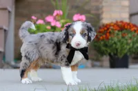 Mickey, a male Miniature Bernedoodle for sale in Sugarcreek, OH – 4 of 6