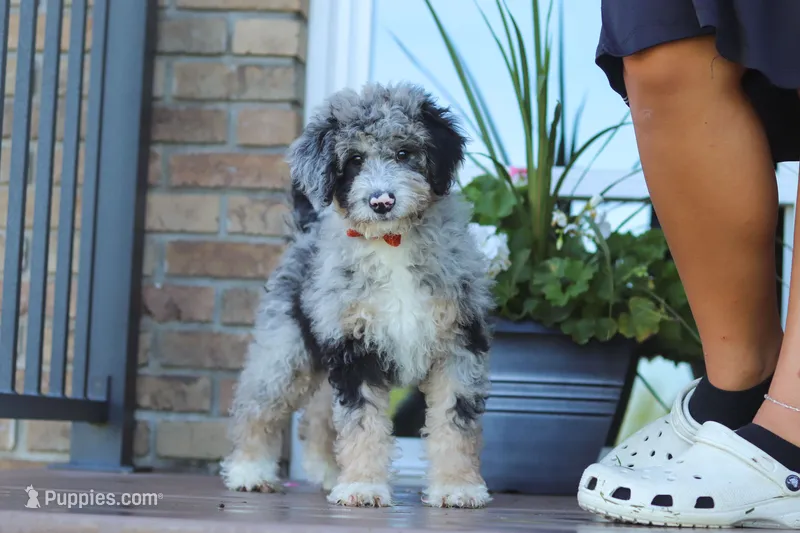 Gabe – Miniature Bernedoodle puppy for sale in Sugarcreek, OH