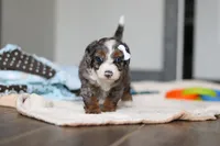 Darla , a female Miniature Bernedoodle for sale in Sugarcreek, OH – 6 of 9