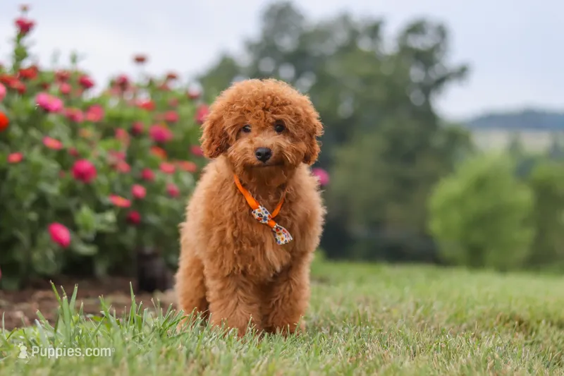Fletcher – Cavapoo puppy for sale in Sugarcreek, OH