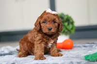 Lulu, a female Cavapoo for sale in Sugarcreek, OH – 7 of 8