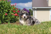 Grace, a female Miniature Bernedoodle for sale in Sugarcreek, OH – 3 of 5