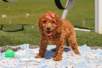 Treva, a female Miniature Labradoodle for sale in Sugarcreek, OH – 5 of 5