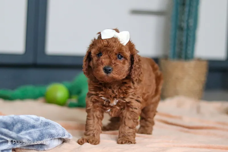 Lacy – Cavapoo puppy for sale in Sugarcreek, OH