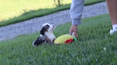 Maddie, a female Miniature Bernedoodle for sale in Sugarcreek, OH – 6 of 6