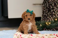 Flicka, a female Goldendoodle for sale in Sugarcreek, OH – Photo 4 of 4