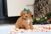 Flicka, a female Goldendoodle for sale in Sugarcreek, OH – Photo 3 of 4