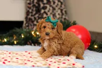 Flicka, a female Goldendoodle for sale in Sugarcreek, OH – Photo 1 of 4