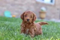 Elin, a female Miniature Goldendoodle for sale in Sugarcreek, OH – 2 of 5