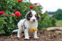 Herbie, a male Miniature Bernedoodle for sale in Sugarcreek, OH – 4 of 7