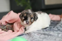 Dannie, a male Miniature Bernedoodle for sale in Sugarcreek, OH – 3 of 7